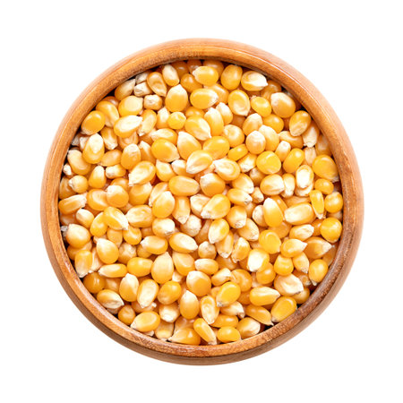 Unpopped popcorn kernels in wooden bowl. Seeds of Zea mays variety everta, rounded at the top, which expand and puffs up, when heated. Snack food.の写真素材
