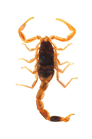 Chinese golden scorpion, Olivierus martensii, also known as Manchurian, and Chinese armor-tail scorpion, a poisonous predatory arachnid with venomous sting. Isolated, from above.の写真素材