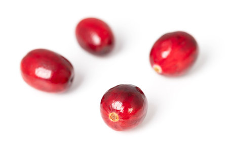 Fresh cranberries, close-up, front view, on white background. Group of four ripe and intense red large cranberries, fruits of Vaccinium macrocarpon, also called bearberries.の写真素材