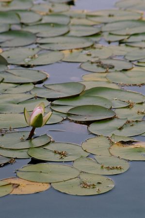 Lilly pond in Balboa Park, CAの写真素材