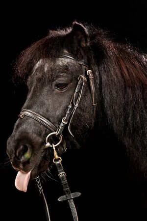 pony stick out tongue on black backgroundの写真素材