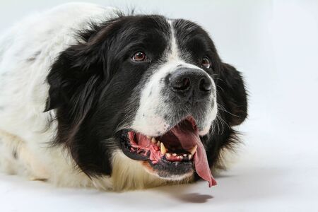 dogs in studio white backgroundの写真素材