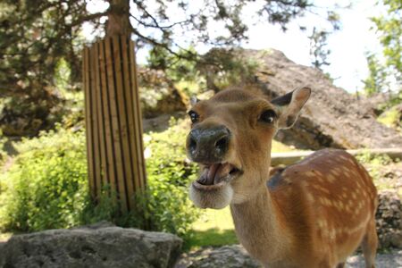 nosey deer close up looking into the cameraの写真素材