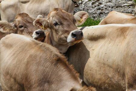 A herd of cows in swiss mountainsの写真素材