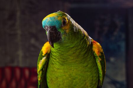 Colorful parrot in run down living roomの写真素材