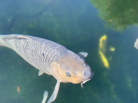 Grey Koi fish in pond with green waterの写真素材