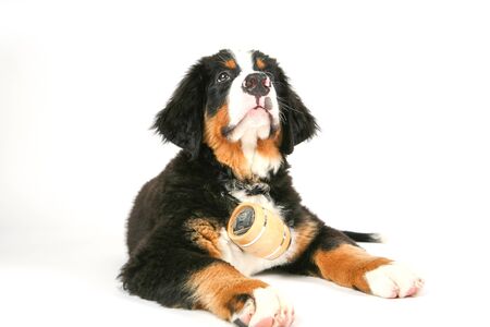 young rescue dog with whiskey barrel. Swiss rescue dogの写真素材