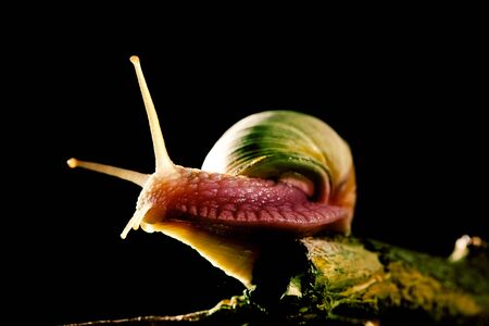 Snail with snail house on black backgroundの写真素材