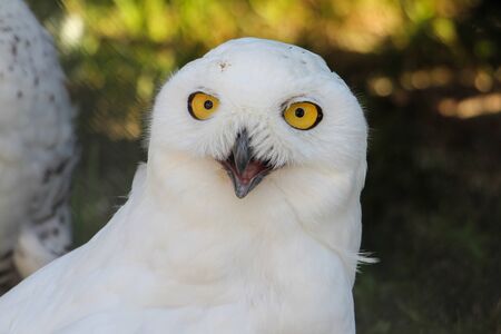 white owl with piercing yellow eyesの写真素材