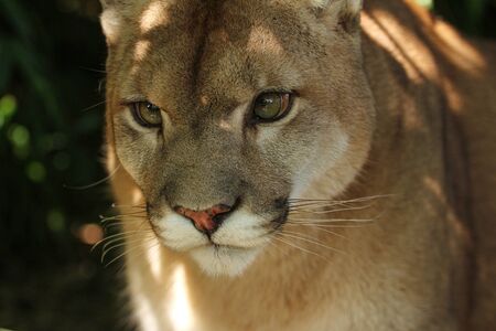 close up of a puma head shotの写真素材