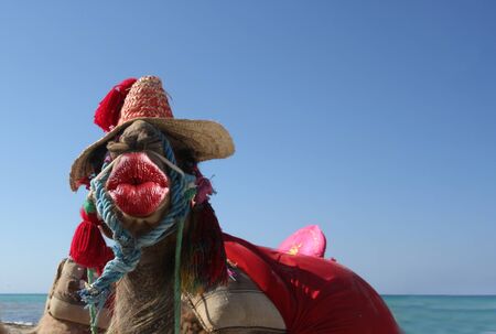 funny animal with kissing lips cards for a thank you, birthday, invitation or other eventsの写真素材