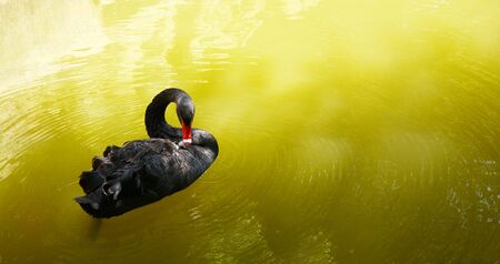 black swan in green water in Portugalの写真素材