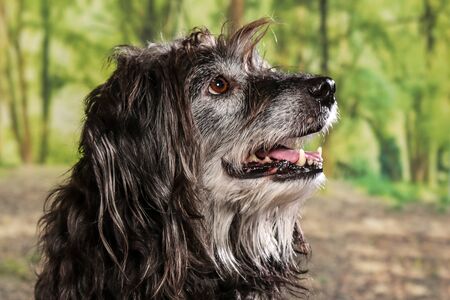 Dogs shot in Studio on black and natural backgrounds. Posing and portrait shots of dogsの写真素材
