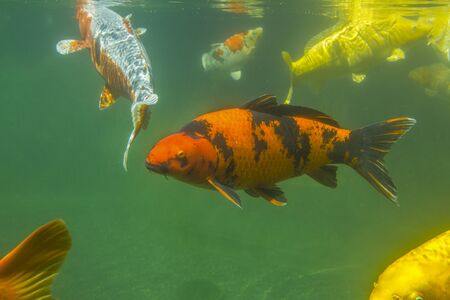 Koi fish under water photographyの写真素材