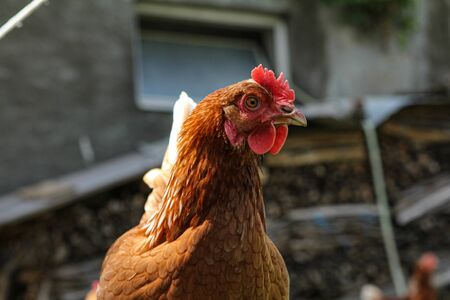 Rooster in front of farm houseの写真素材