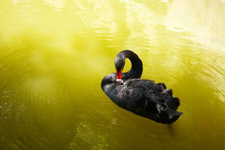 black swan in green water in Portugalの写真素材