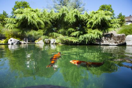 expensive koi fish in outdoor pond with 2 Koi fish in waterの写真素材