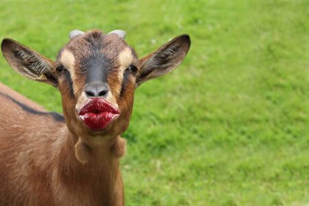 funny animal with kissing lips cards for a thank you, birthday, invitation or other eventsの写真素材