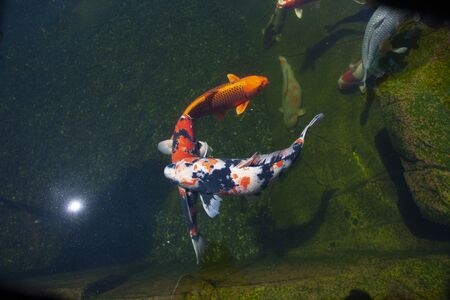 expensive koi fish in outdoor pond with several Koi fish in waterの写真素材