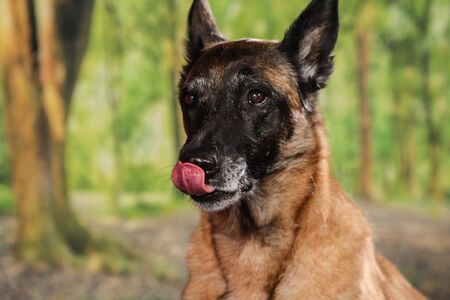Dogs shot in Studio on black and natural backgrounds. Posing and portrait shots of dogsの写真素材