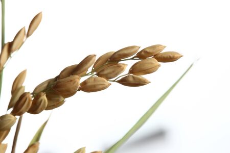 Healthy food. Extreme close up of rice plant and corn white background shwoing corn and leaf