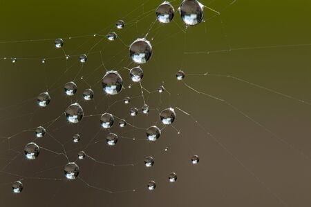 Spider Web with water droplet. Photo taken early morning during sunrise with copy spaceの写真素材