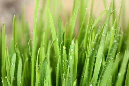 Green grass with water drops showing life and crows with copy spaceの写真素材