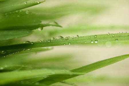Green grass with water drops showing life and crows with copy spaceGreen grass with water dropsの写真素材