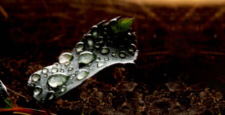 leave in forrest with water drops laying on the ground in forrest