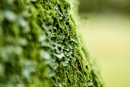 green plants close up in forest with selected focus in the middle of picutreの写真素材