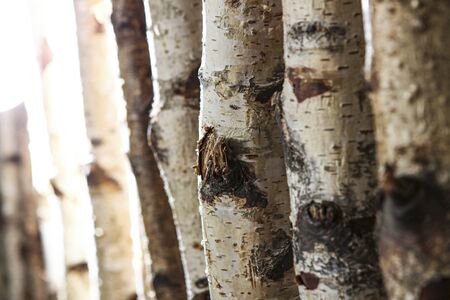 Birch tree trunks used as a natural background in an officeの写真素材
