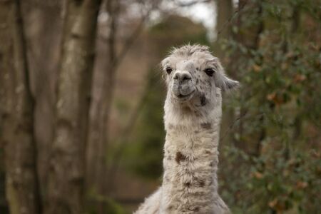 portrait of lama with the funny look. Shot in natural environment in a zooの写真素材