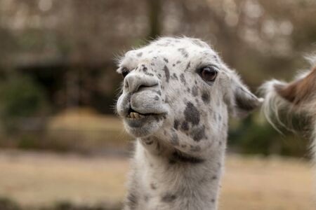 portrait of lama with the funny look. Shot in natural environment in a zooの写真素材