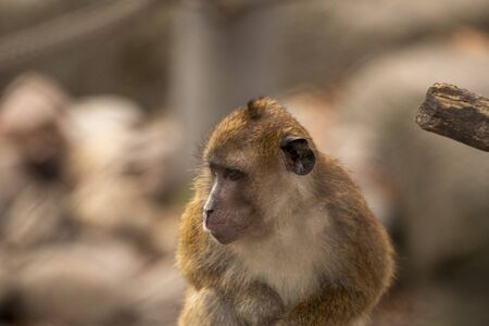 brown monkey looking of camera playing in a zooの写真素材