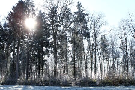 Sun rays glowing during sunrise after a foggy night in a forrestの写真素材