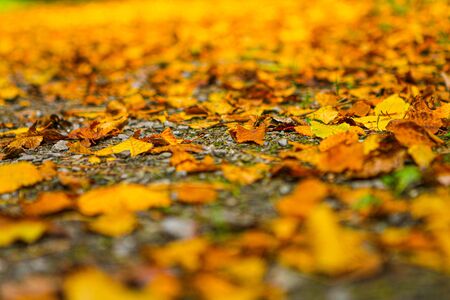 Colorful autumn leaves in orange, red, green fall colors leafs on the ground