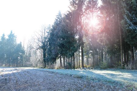 Sun rays glowing during sunrise after a foggy nightの写真素材