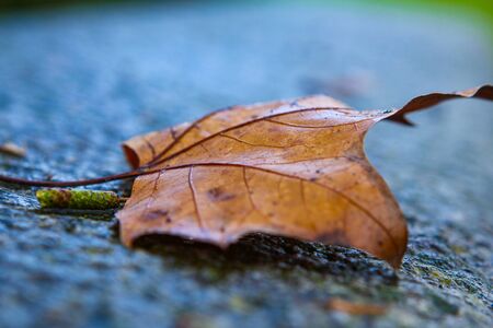 red leave on wet ground - autumn with blue background
