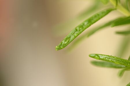 organic parsley and other green vegan ingredients for a healthy meal with water drops
