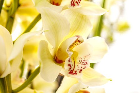 Beautiful flower on table top with sunlightの写真素材