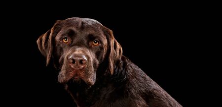 Portrait of  dog on a wooden plank before a black background with open mouth