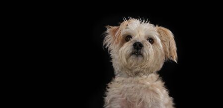 Terrier on a wooden plank before a black background with open mouth