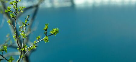 tree branches over a clear blue mountain lake in Switzerland with Copy Spaceの写真素材