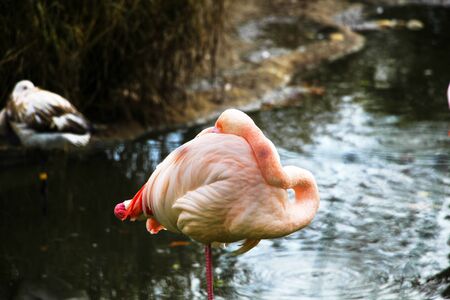 pink flamingo at a water front cleaning an chatteringの写真素材