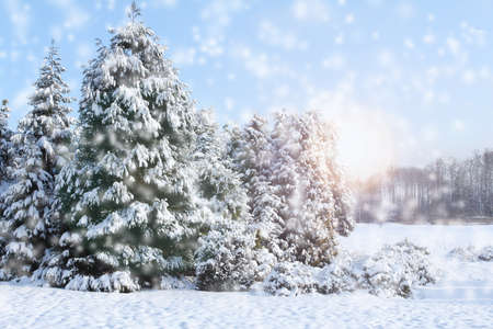 Winter landscape early morning after a light snowfall in Zug, Switzerland. With tracks in the snow and treesの写真素材