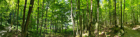 Panorama shot in forrest with lush green trees in Switzerlandの写真素材