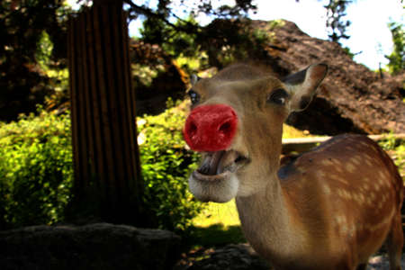 Rudolph the real one with a red noseの写真素材