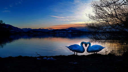 A loving swan couple at lake. with copy spaceの写真素材