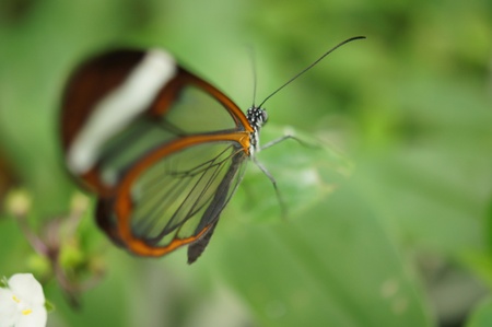 Butterfly on leafの写真素材