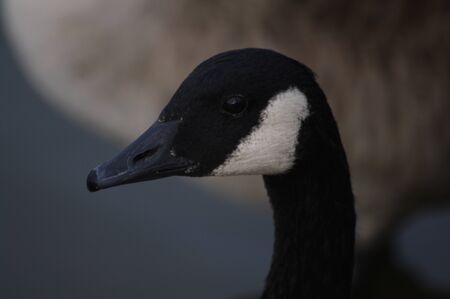 Two Geeseの写真素材